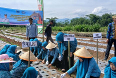 Kolaborasi Dinas TPHP dan TP PKK Lahat Tanam Benih Bawang Merah, Catat Lokasinya 