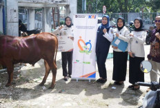 KAI Divre III Palembang Sebar 30 Ekor Sapi Kurban ke Sejumlah Daerah Operasional, Ini Lokasinya