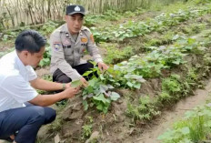 Dukung Ketahanan Pangan, Polsek Belitang II Manfaatkan Lahan Kosong