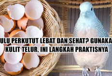 Bulu Perkutut Lebat dan Sehat? Gunakan Kulit Telur, Ini Langkah Praktisnya