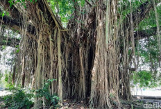 Misteri 5 Pohon yang Dilarang Ditanam di Depan Rumah dalam Ilmu Primbon Jawa
