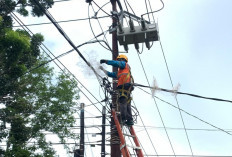 Cegah Gangguan Akibat Satwa, Ini Langkah PLN ULP Teluk