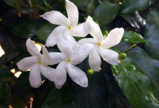 Surga Aromaterapi! 9 Tanaman Hias Paling Wangi yang Membuat Setiap Sudut Rumah Dipenuhi Semerbak Menyegarkan