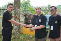 Kejati Sumsel Bagikan Daging Hewan Kurban, Berapa Jumlahnya?