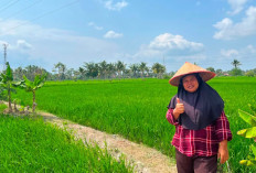 Ancaman Air Pasang Paksa Petani Talang Putri Palembang Bertahan di IP100, Butuh Solusi!