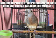 Si Raja Pancing! Anggungan Perkutut Ini Paling Ampuh Bikin Burung Lain Gak Tahan untuk Menyaut!
