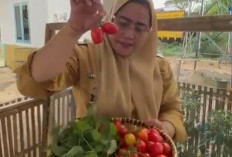 INOVASI! Terobosan Kades Lubuk Lungkang Lahat Manfaatkan Perkarangan dengan Bercocok Tanam Ini Loh 