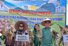 GOKIL! Panen Perdana Bawang Merah Brebes dengan Nilai Jual Tinggi, Wabup Lahat: Segera Budidayakan 