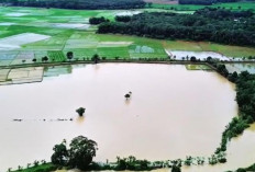 Pasca Banjir Diperkirakan 700 an Haktar Puso, Pemkab Dan Provinsi Siap Bantu Bibit 