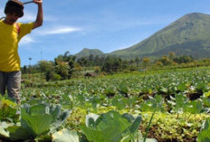 Sentra Sayur dan Buah, Kecamatan Dempo Utara di Kota Pagaralam ini Layak Jadi Tujuan Agrowisata