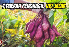Bukan Cuma Cilembu! Ini 7 Provinsi Penghasil Ubi Jalar Terbanyak dan Paling Beragam di Nusantara