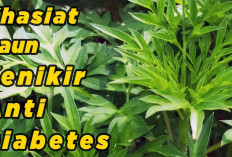 Kaya Nutrisi dan Mudah Didapat! 5 Manfaat Daun Kenikir untuk Kesehatan Tubuh yang Ampuh Tingkatkan Imunitas