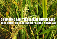 5 Lumbung Padi Terbesar di Sumsel yang Jadi Andalan Ketahanan Pangan Nasional