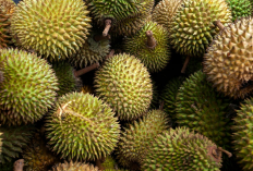 Tak Hanya Rasanya yang Lezat, Ini Manfaat Durian bagi Kesehatan