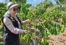 Rencana Uji Coba Kebun Kopi Sambung Pucuk di Lahat, Vivi: Langkah Awal untuk Pengembangan Pembibitan