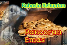 Perkutut Pancuran Mas, Primadonanya Pecinta Burung Katuranggan, Ini 3 Ciri Istimewanya