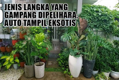 Cari Tanaman Hias Unik Untuk di Rumah? Ini Dia 5 Jenis Langka yang Gampang Dipelihara, Auto Tampil Eksotis