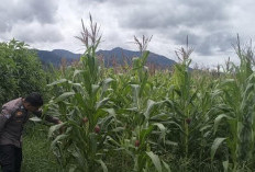 Polres Lahat Cek Tanaman Jagung Warga Dukung Ketahanan Pangan, Ini Penampakannya
