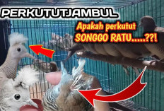  Jambul Anggun, Pesona Langka! Perkutut Katuranggan Jambul Buruan Kolektor