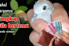 Bikin Untung! Rahasia di Balik Keistimewaan Perkutut Rondo Semoyo: Ciri, Mitos, dan Tuah yang Membuatnya Istim