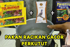 Racikan Sakti! Pakan Alternatif Bikin Perkutut Lokal & Bangkok Ngebut Gacor