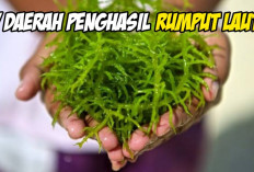 Tak Hanya Ikan! Inilah 7 Provinsi Penghasil Rumput Laut Primadona yang Mampu Menembus Pasar Ekspor