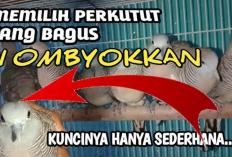 Panduan Memilih Perkutut Katuranggan yang Sehat di Ombyokan, Kuncinya Ada di Sini! 