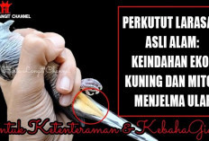 Perkutut Larasati Asli Alam: Keindahan Ekor Kuning dan Mitos Menjelma Ular