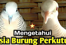 Mengenali Usia Burung Perkutut, Cuma Lihat Bulu dan Paruhnya!