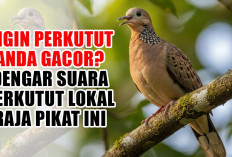 Ingin Perkutut Anda GACOR? Dengar Suara Perkutut Lokal RAJA PIKAT Ini, Jadi Masteran Ampuh!