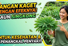 Jangan Kaget dengan Efeknya! 6 Manfaat Daun Singkong untuk Kesehatan dan Penangkal Berbagai Penyakit
