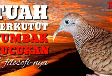 Mengenal Perkutut Katuranggan Tumbak Cucukan, Ciri Fisik dan Tuahnya