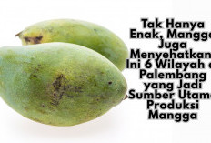 Tak Hanya Enak, Mangga Juga Menyehatkan! Ini 6 Wilayah di Palembang yang Jadi Sumber Utama Produksi Mangga