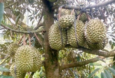8 Cara Merawat Pohon Durian Biar Dagingnya Tebal dan Lezat, Kuy Disimak!