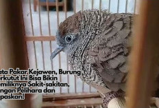 Kata Pakar Kejawen, Burung Perkutut Ini Bisa Bikin Pemiliknya Sakit-sakitan, Jangan Pelihara dan Lepaskan!