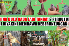 Warna Bulu Dada Jadi Tanda! 2 Perkutut Ini Diyakini Membawa Keberuntungan
