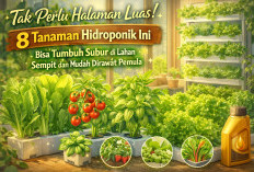 Tak Perlu Halaman Luas! 8 Tanaman Hidroponik Ini Bisa Tumbuh Subur di Lahan Sempit dan Mudah Dirawat Pemula
