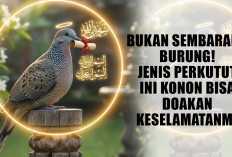 Bukan Sembarang Burung! Jenis Perkutut Ini Konon Bisa Doakan Keselamatanmu