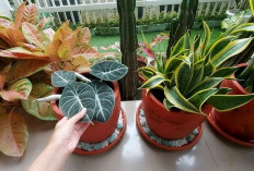 Bikin Damai Seketika! Inilah 5 Tanaman Hias Estetik yang Mampu Mengusir Stres dan Hilangkan Beban Pikiran