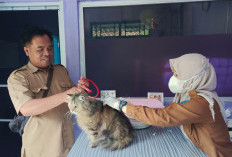 Kurangi Rabies, Dinas TPHP Lahat Gelar Vaksin Hewan Gratis, Catat Tanggalnya