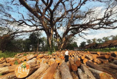 4 Provinsi Andalan Produksi Kayu Jati Terbesar di Indonesia yang Mendunia, Pilar Utama Produk Kayu Premium