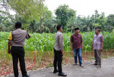 Polisi Tinjau Lokasi Program Ketahanan Pangan di Kecamatan Tanjung Raja dan Sungai Pinang, Ini Hasilnya