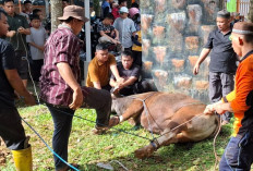 Ajarkan Siswa Makna Dibalik Berkurban, Ini Cara Dilakukan SIT Al Furqon Palembang