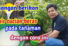 Jangan Asal Siram! 6 Hal yang Harus Dihindari dalam Pemberian Air Cucian Beras pada Tanaman