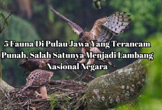 5 Fauna Di Pulau Jawa Yang Terancam Punah, Salah Satunya Menjadi Lambang Nasional Negara