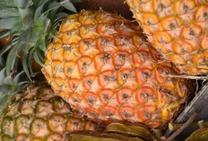 Bukan Prabumulih! Inilah 7 Daerah Penghasil Nanas Terbesar di Sumsel Menurut BPS, Kabupaten Ini Jawaranya