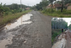 Jalan Desa di OKU Timur Tak Tersentuh Pembangunan, Warga Pertanyakan Anggaran Rp400 Miliar Kemana?