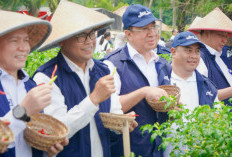 SMK Negeri 1 Gelumbang Jadi Proyek Percontohan GSMP, Panen Raya Cabai Cerminkan Kemandirian Pangan