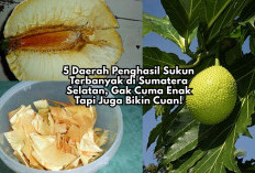 Ini Dia 5 Daerah Penghasil Sukun Terbanyak di Sumatera Selatan, Gak Cuma Enak Tapi Juga Bikin Cuan!