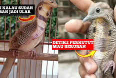 Mitos Atau Fakta, Burung Perkutut Bisa Berubah Jadi Ular?
